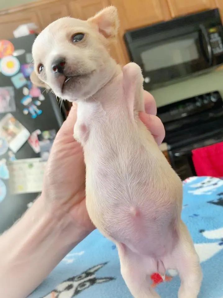 miracle puppy standing