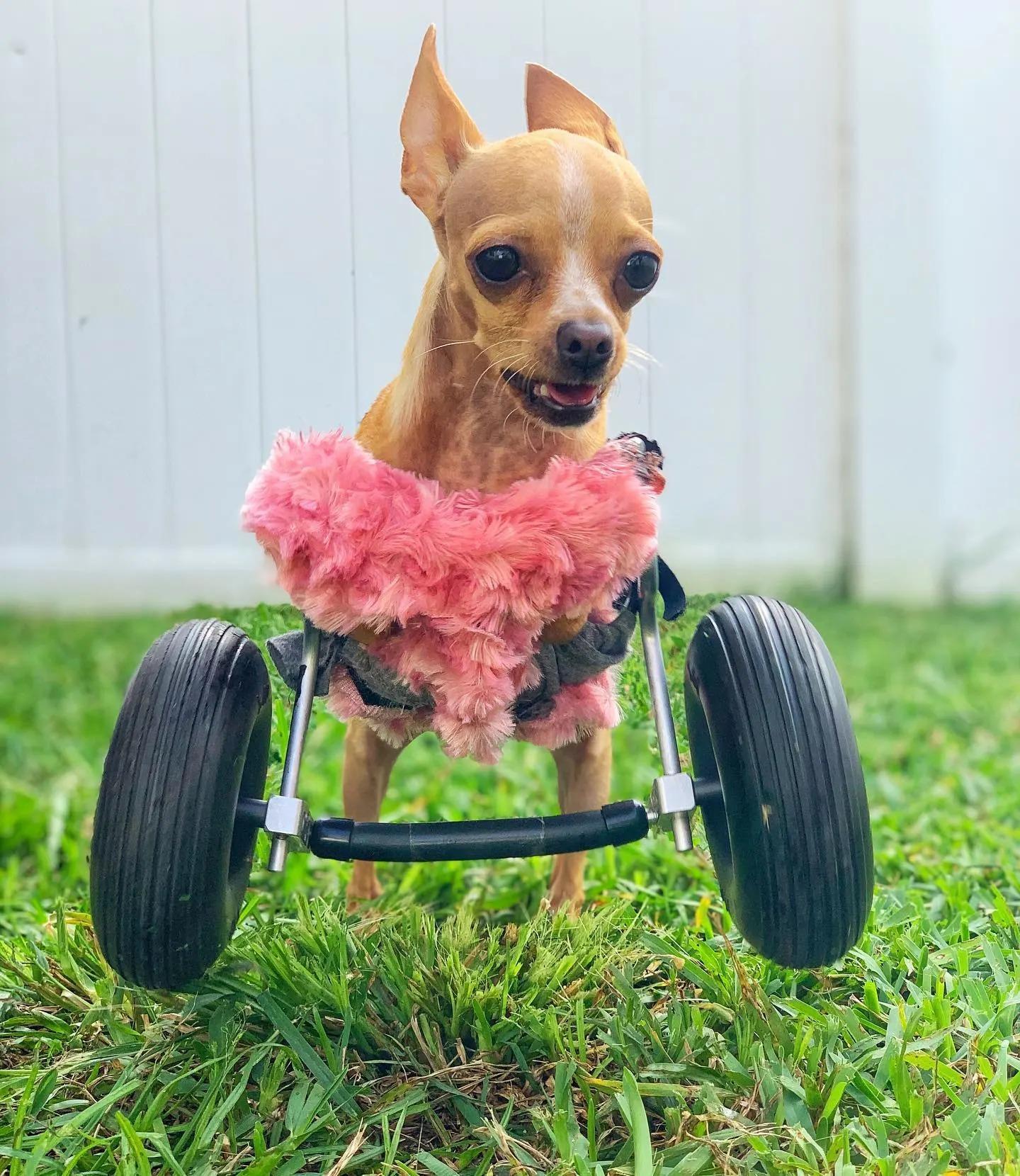 miracle puppy with wheels