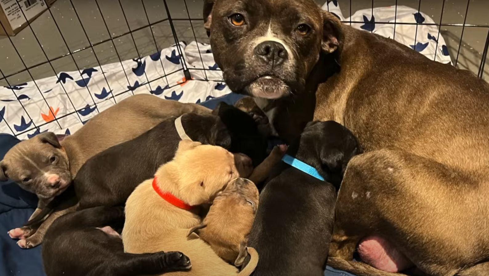 mom and puppies in cage