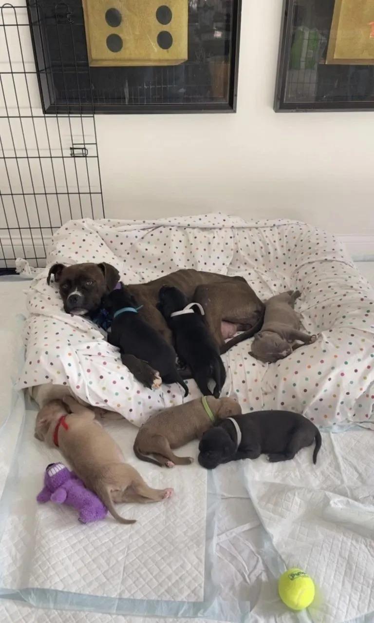 mom and puppies on blanket