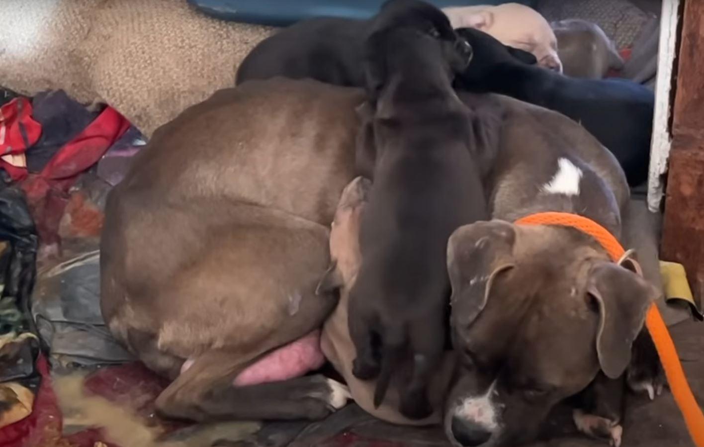 mom feeding puppies