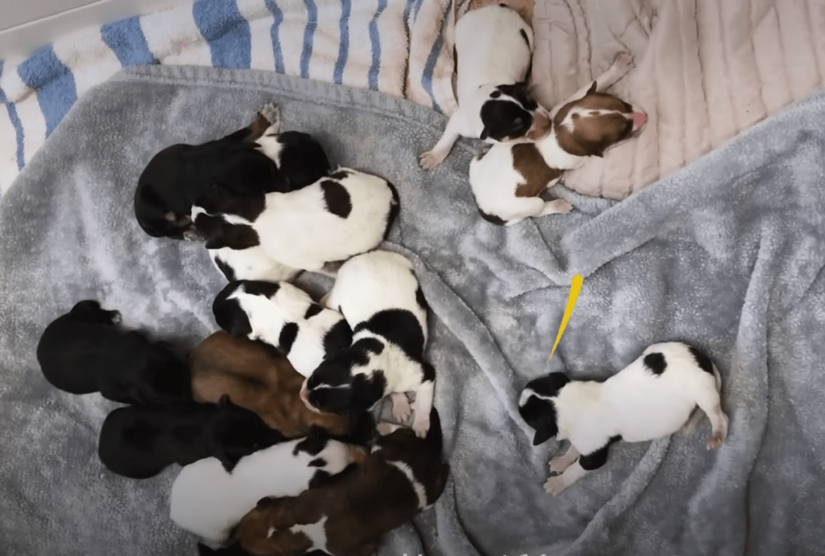 pebbles 14 pups