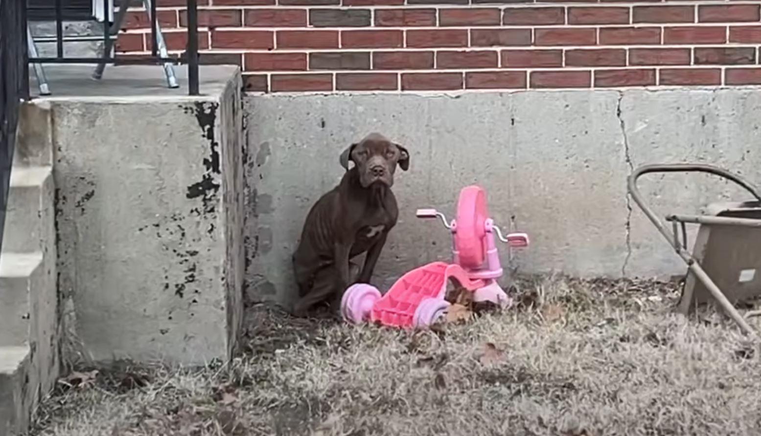 poor pup by pink bike