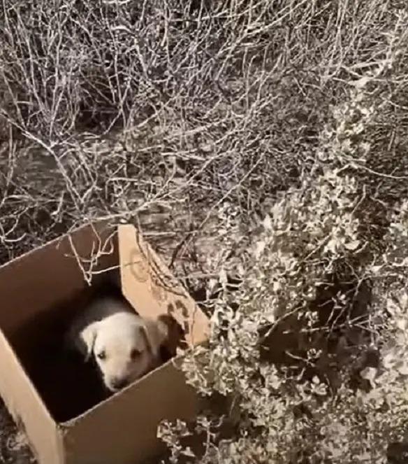 poor puppy in cardboard box