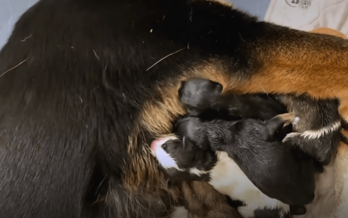 puppies drinking milk from their mom