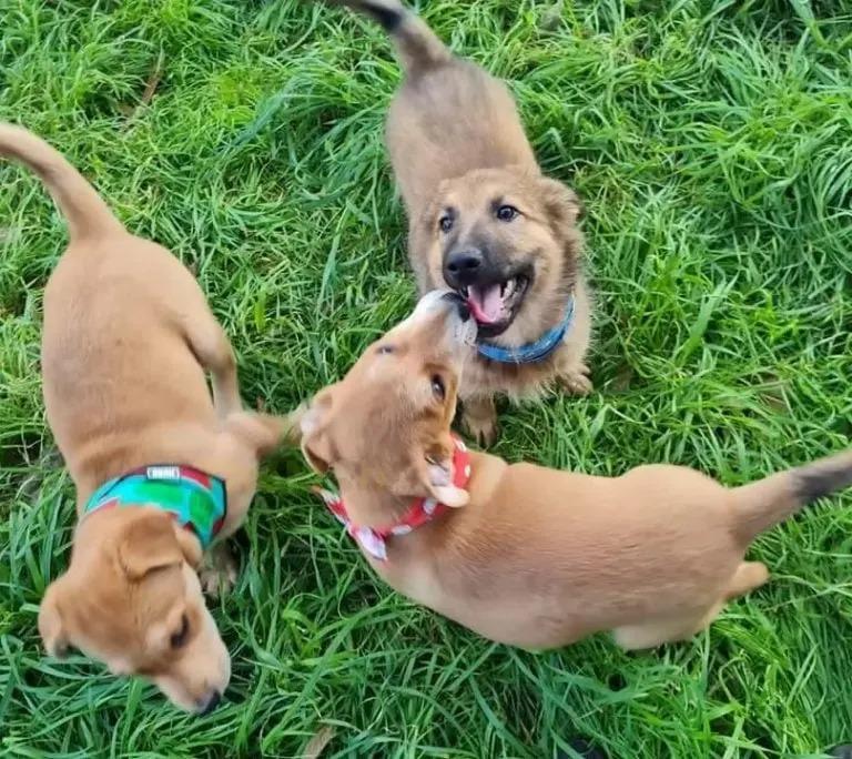 puppies having fun in the grass