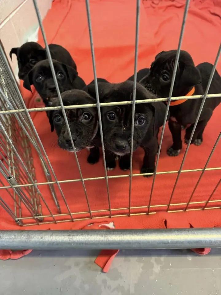 puppies in cage