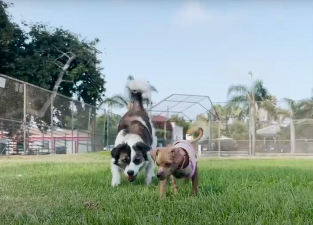 puppies playing outside