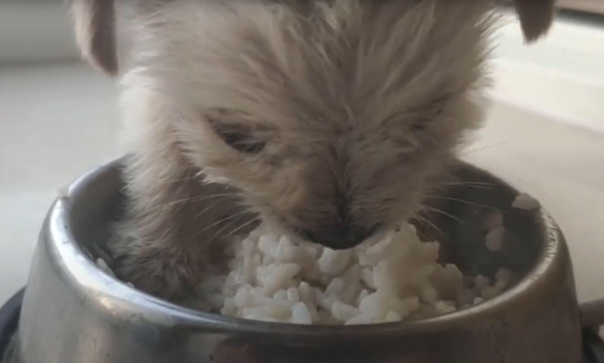 puppy eating rice