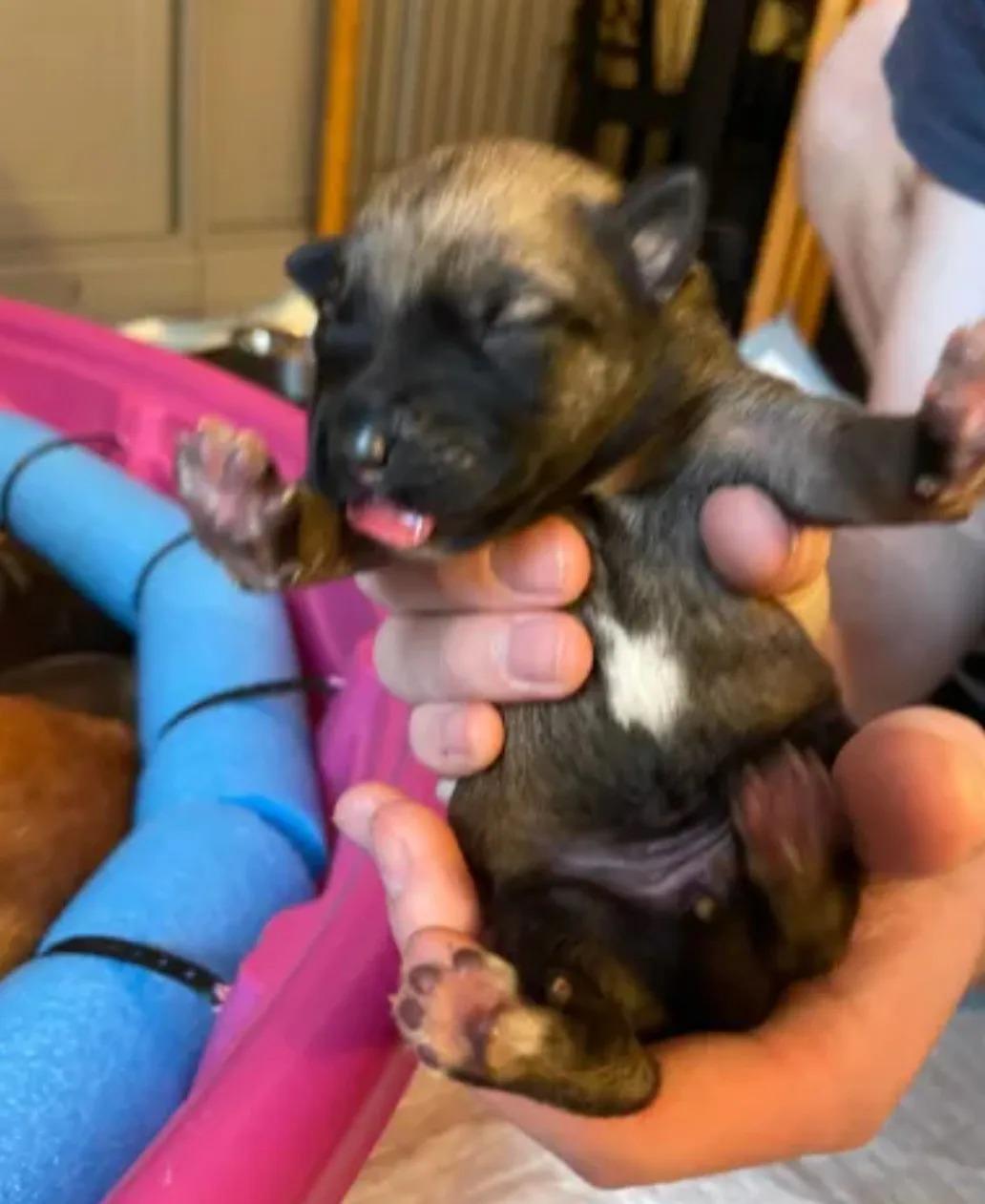 puppy in hands of owner