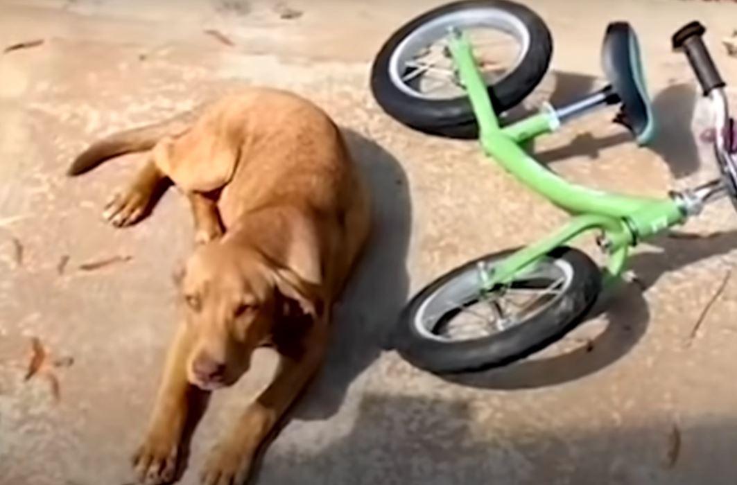 puppy near a bike