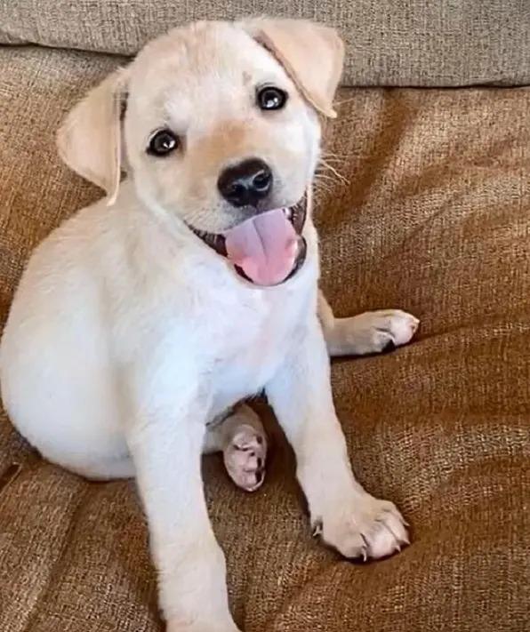 puppy on the couch