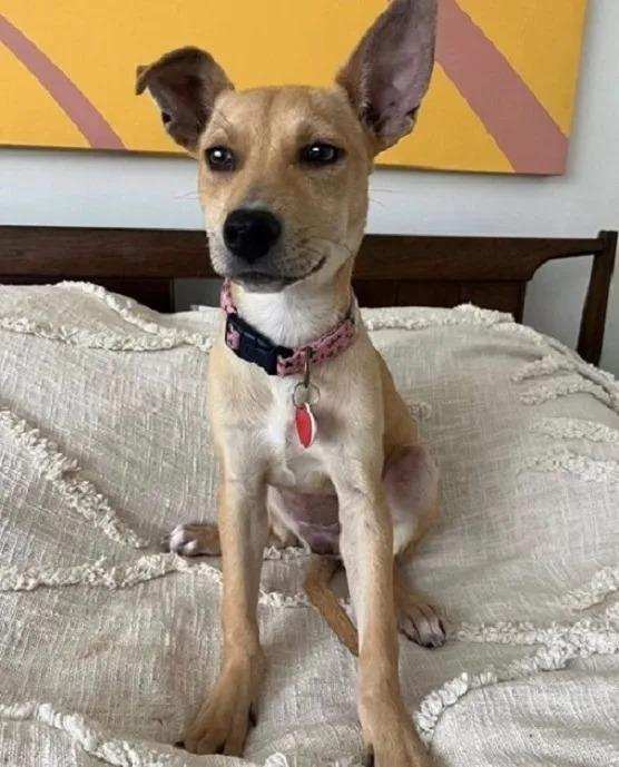 puppy sitting on bed