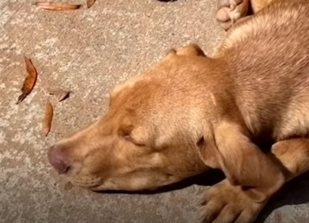 puppy sleeping in the sun