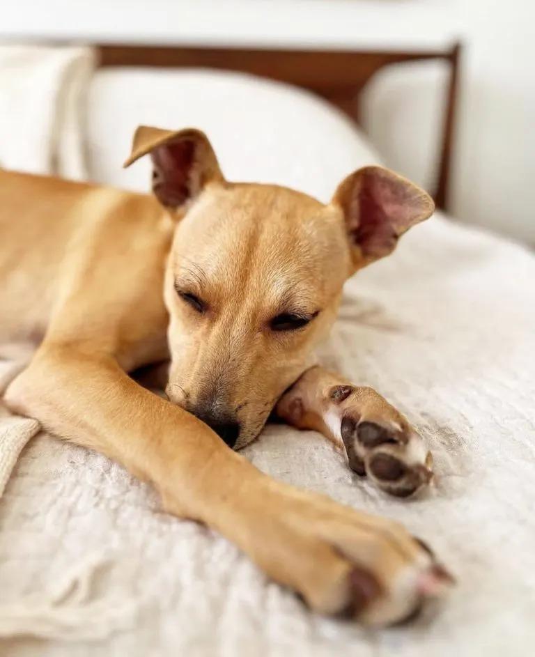 puppy sleeping on bed