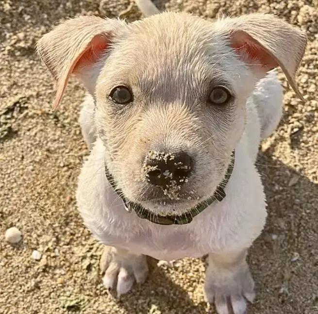 puppy with sand