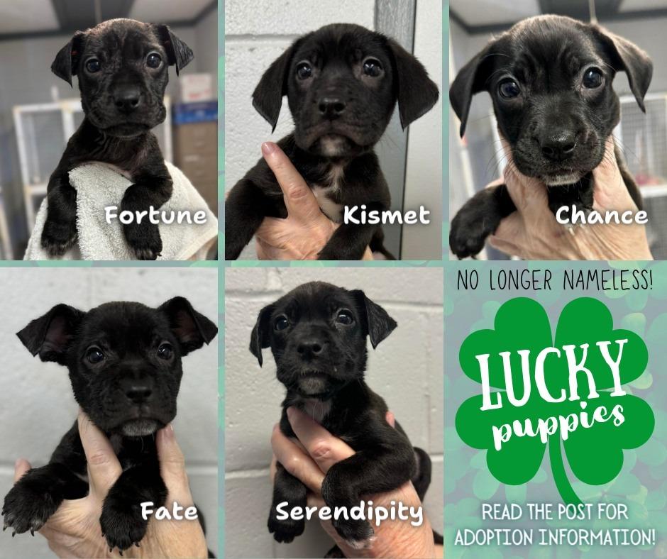 pups waiting for adoption