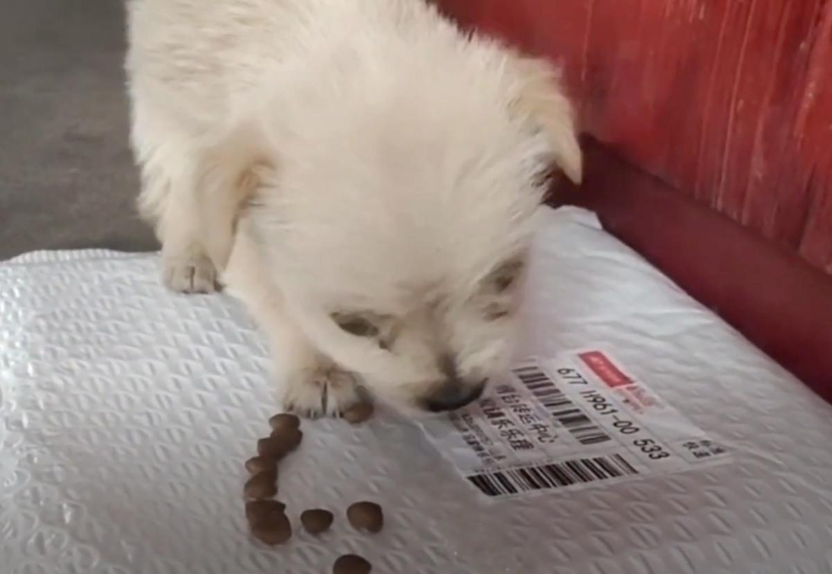 rescue pup eating