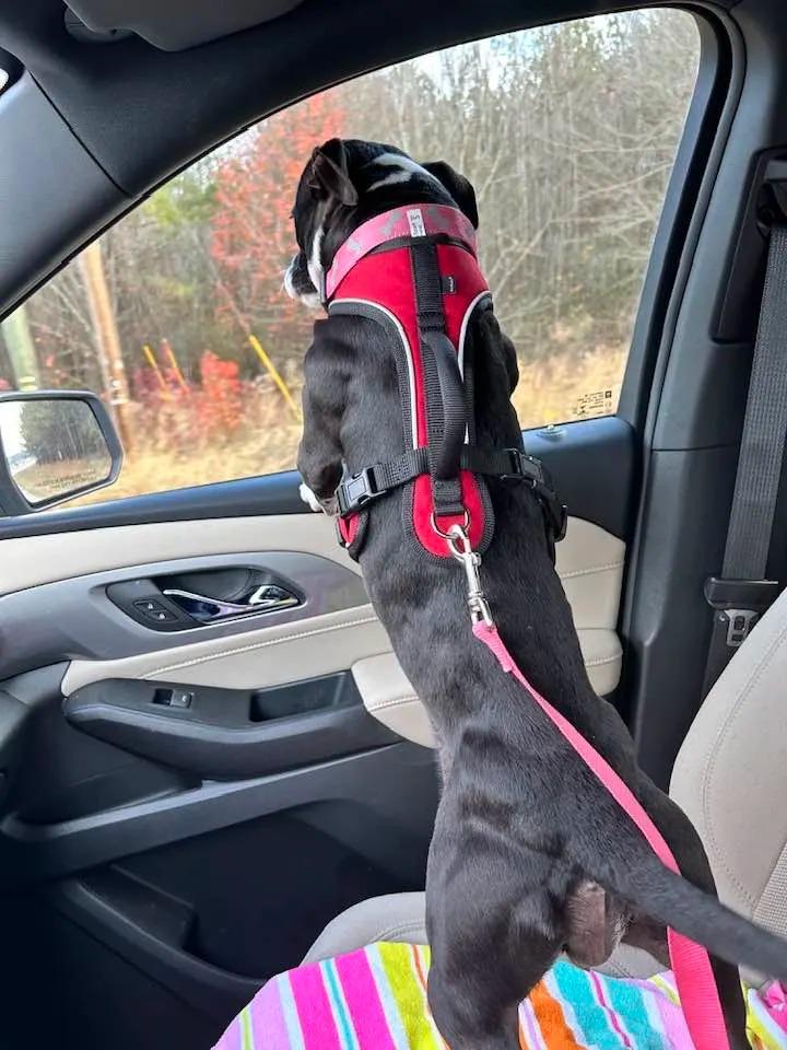 rescued dog in car