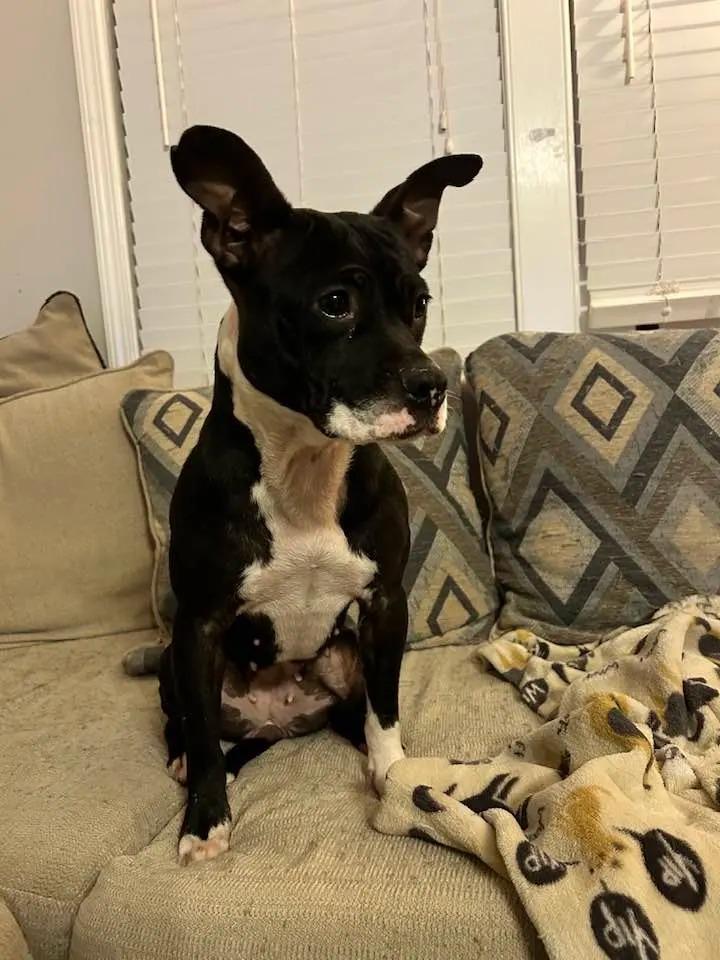 rescued dog on couch