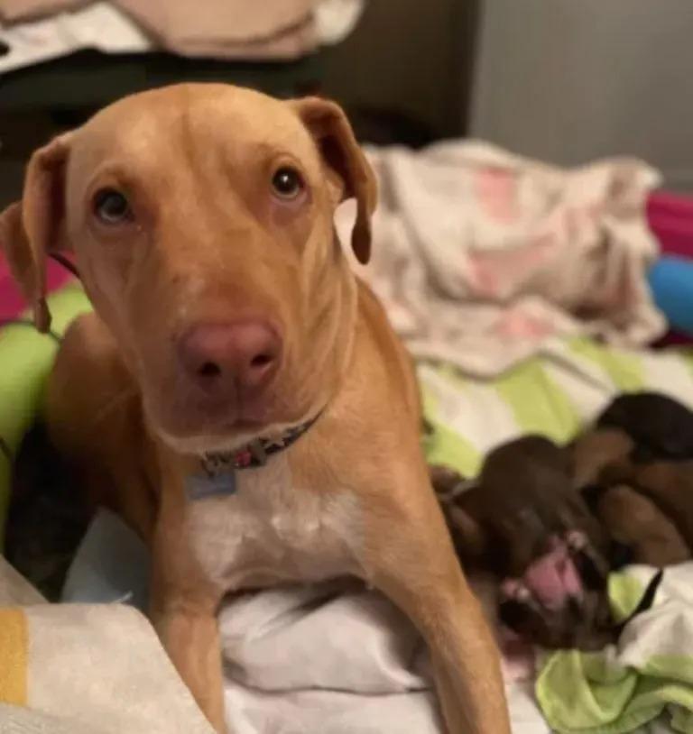 rescued dog with puppies