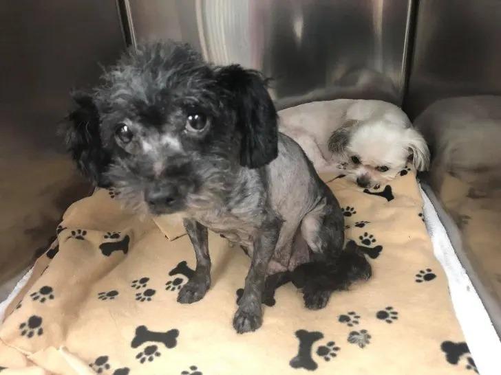 rescued pups at the vet