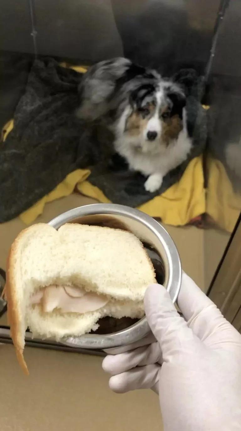 sandwich in bowl with dog behind