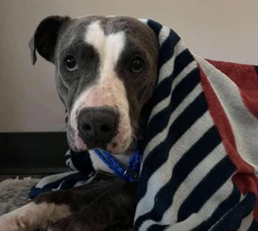 scared dog under blanket