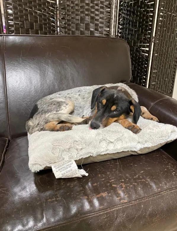 scrabble on the couch