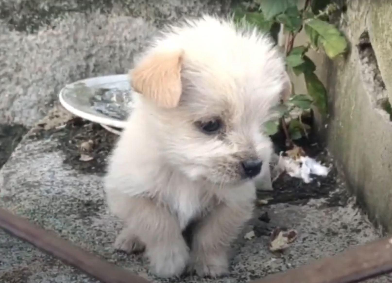 shivering puppy is abandoned