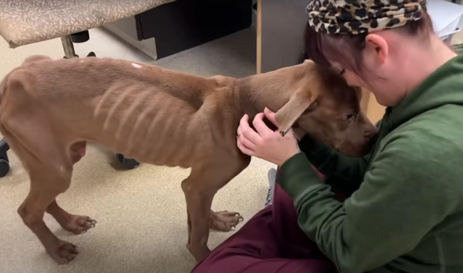 skinny pup is hugged