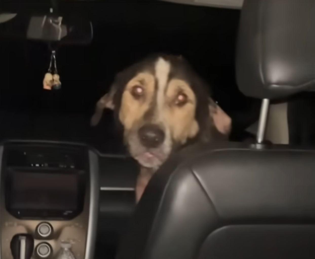 stray dog jumps into car