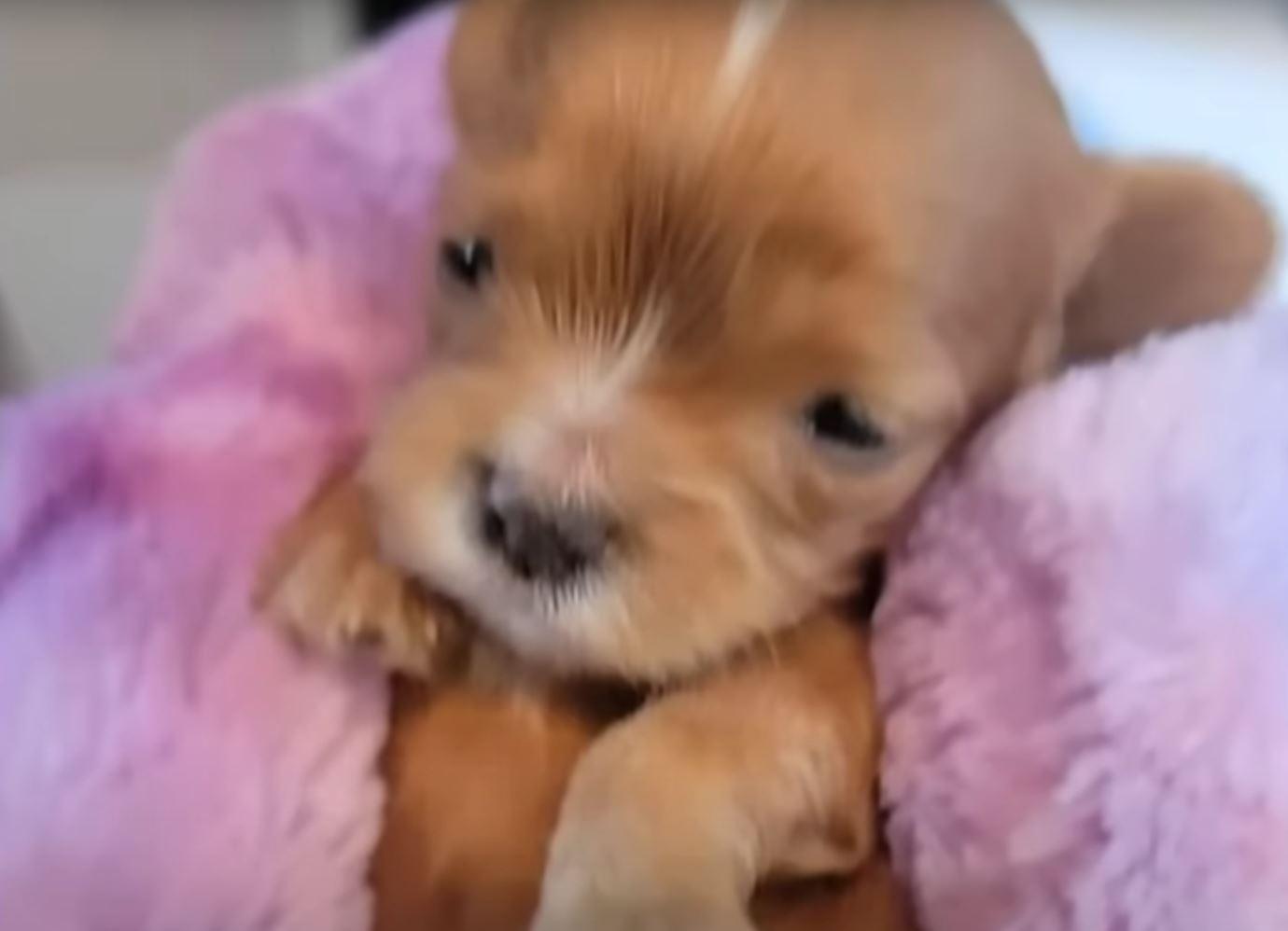 tiny puppy in blanket