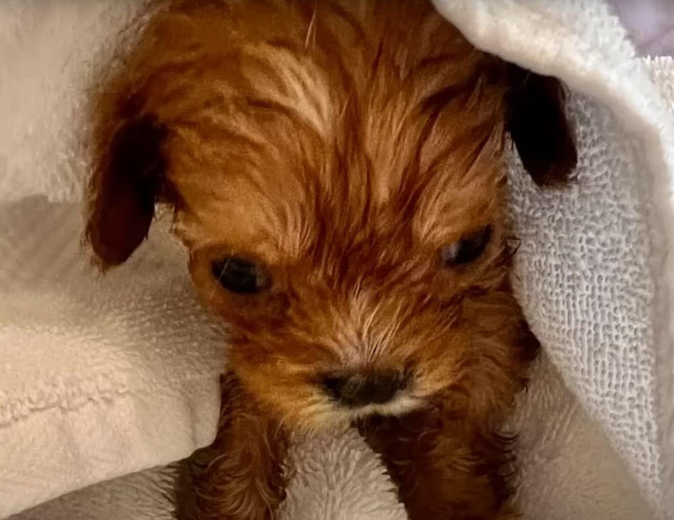 tiny puppy in towel