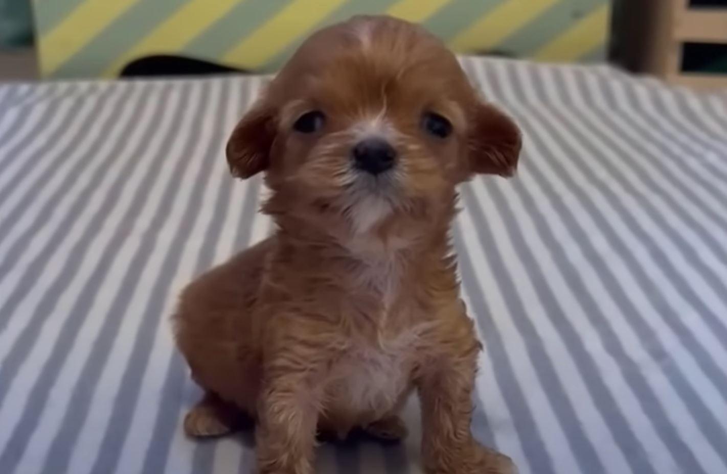 tiny puppy on bed