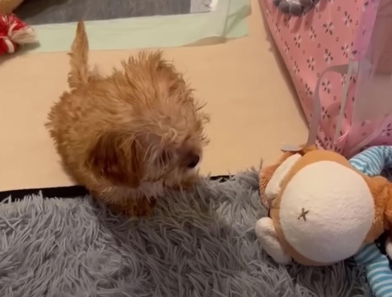 tiny puppy with toy