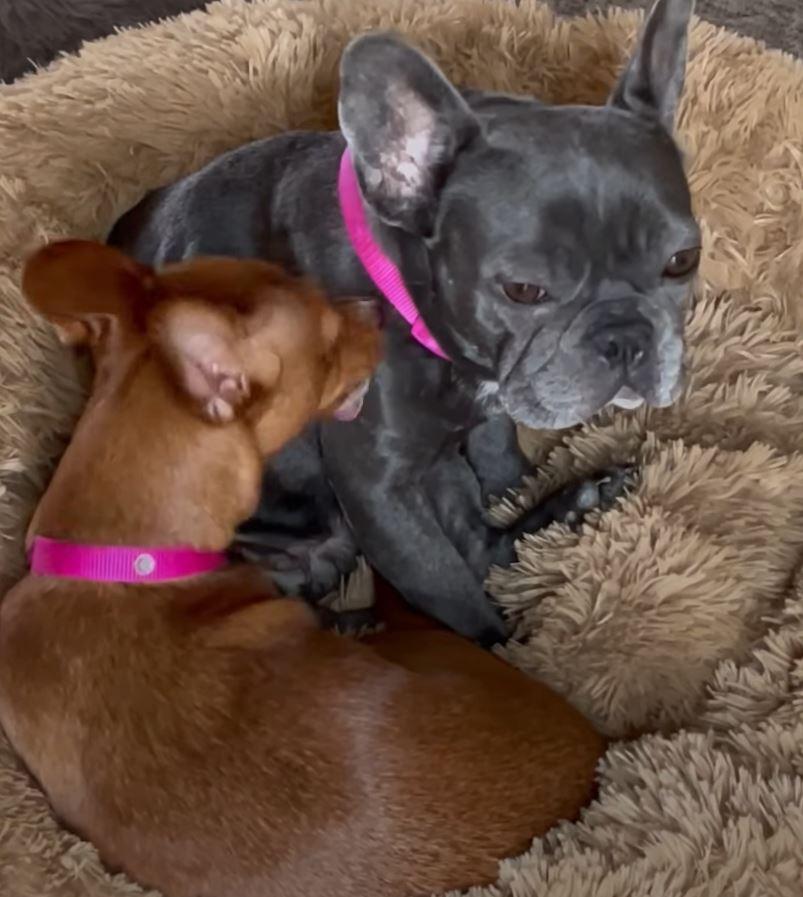 two dogs on a blanket