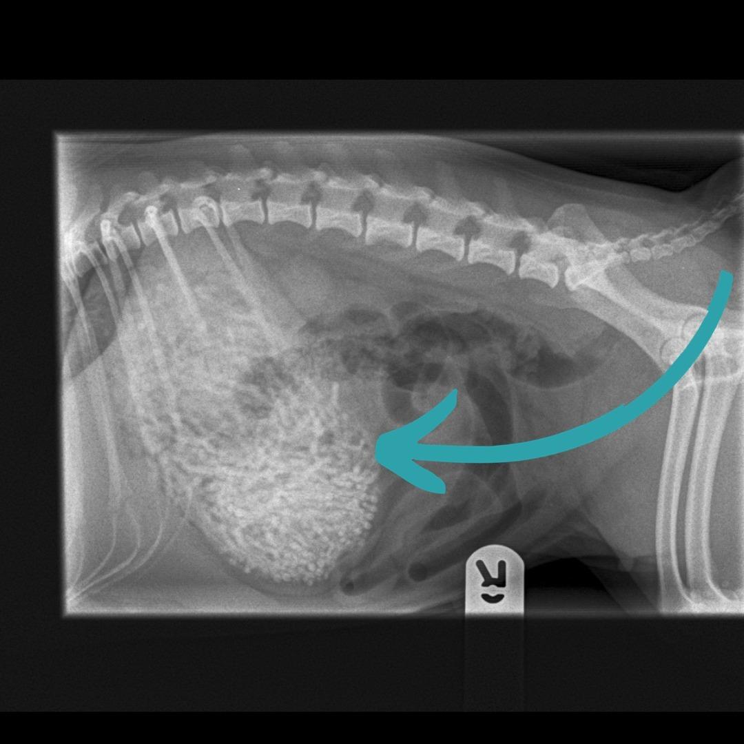 unusual mass in dog stomach