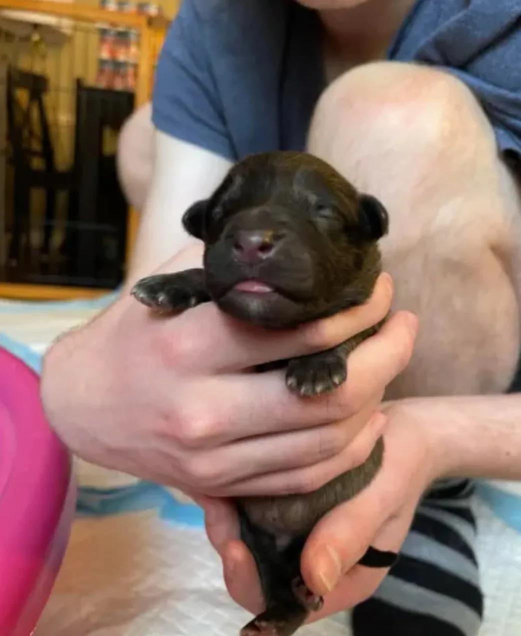 very small black puppy