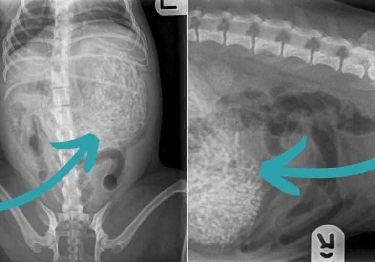 x ray of pug stomach