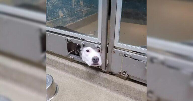 Shelter Dog Peeks Out Of Kennel Waiting For Her Turn As Others Get Adopted