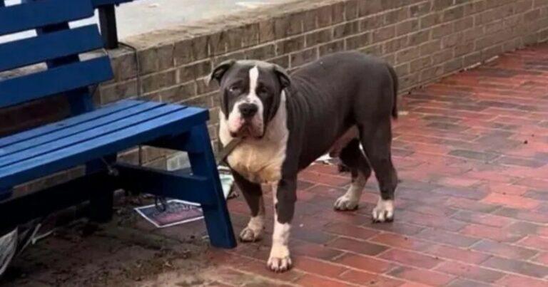 Abandoned Dog Left On A Bench Patiently Waits For Someone To Save Him