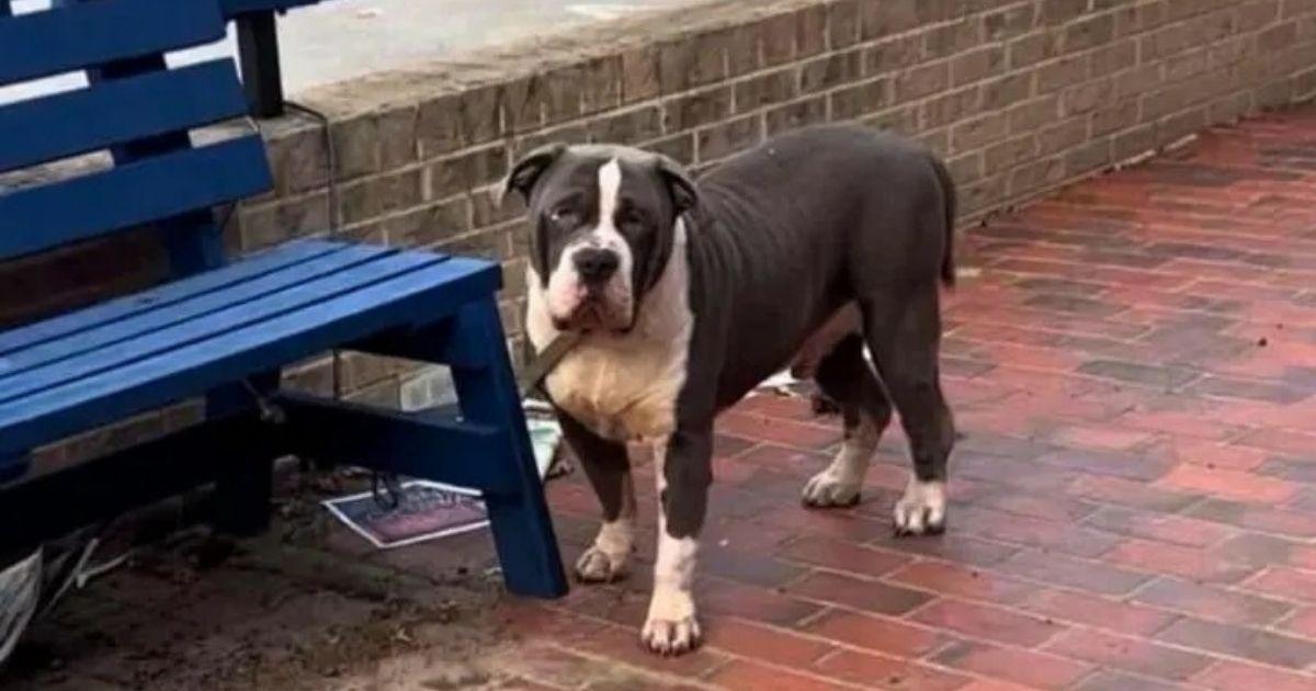 Abandoned Dog Tied To A Bench Finds Love And A New Beginning