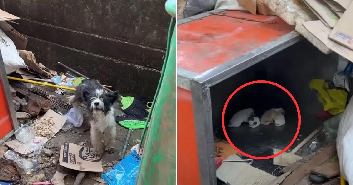 Abandoned Mama Dog Fights For Her Newborns’ Survival By Living Off Garbage