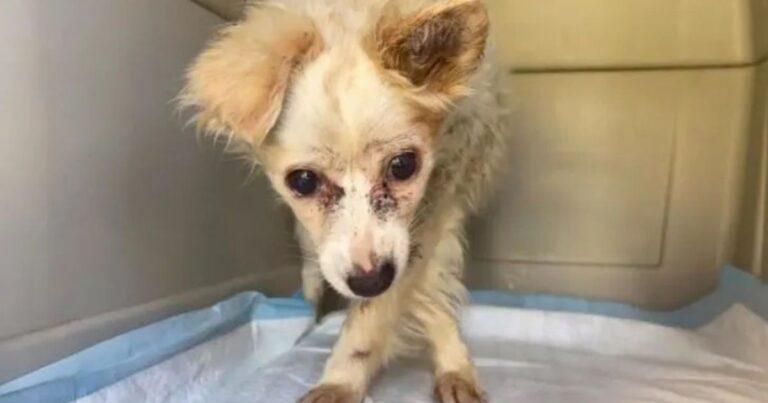 Aggressive Senior Dog On Death Row Finds Love And Peace In His Final Days