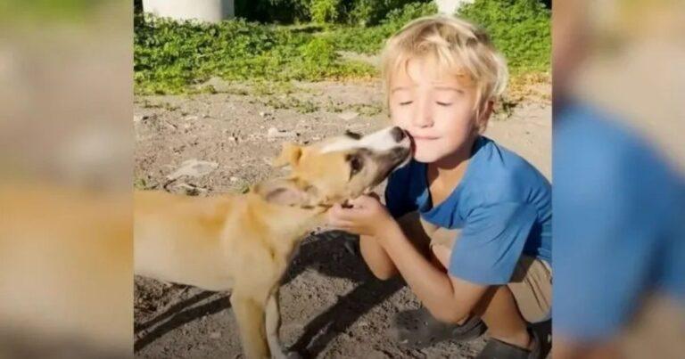 Sweet Five-Year-Old Boy Finds Puppies Left Under A Bridge And Begs His Mom To Save Them