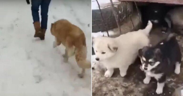 Brave Mama Dog Pleads With Strangers To Save Her Puppies From The Bitter Cold