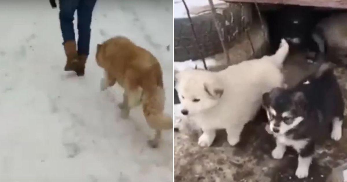 Brave Mama Dog Pleads For Help To Save Her Puppies From The Bitter Cold