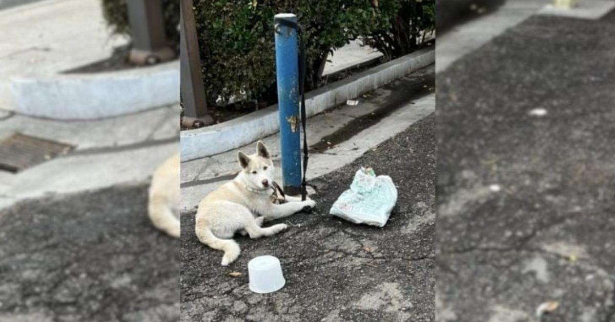 Brave White Husky Finds Freedom And A Second Chance At Happiness