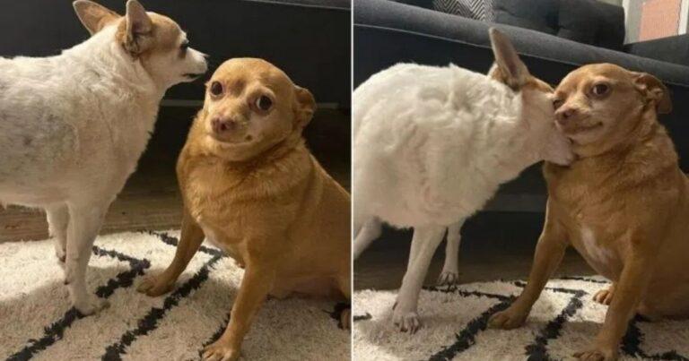 This Rescue Chihuahua’s Hilarious Look Makes Everyone Laugh And Smile